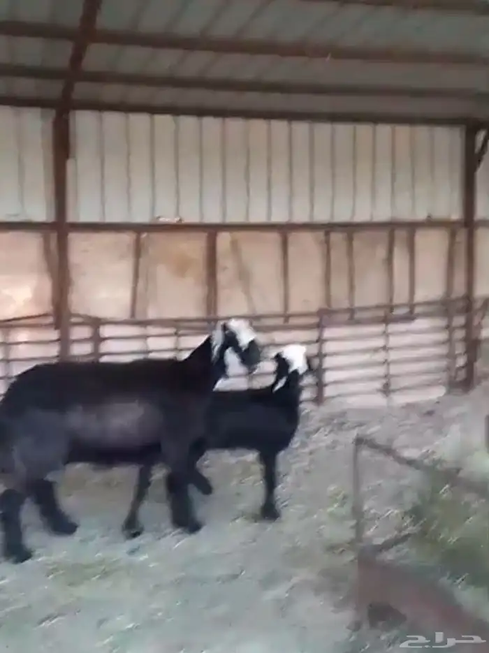 للبيع رغوث. 1