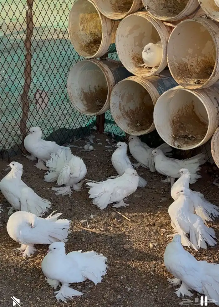 للبيع حمام شماسي ( رقاص ) 1