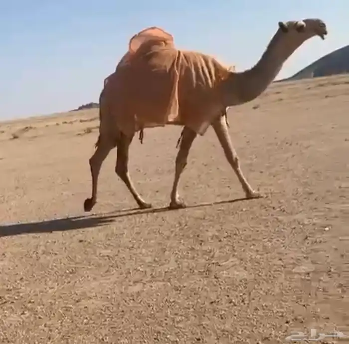 للبيع البكره لقيه 0