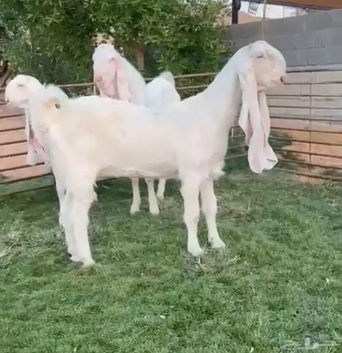 مطلوب مطلوب معزاء او جفار مطورات برص وجم 0