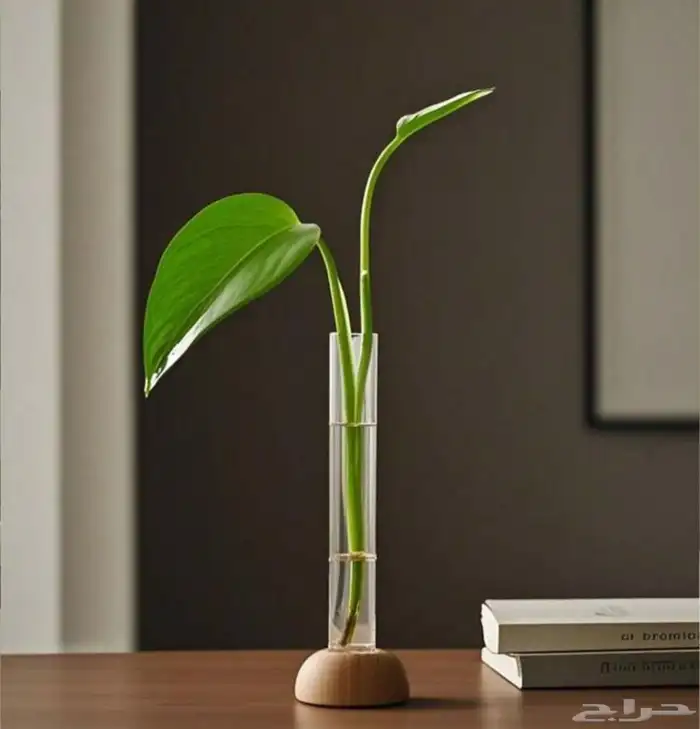 فازات لنباتات 0