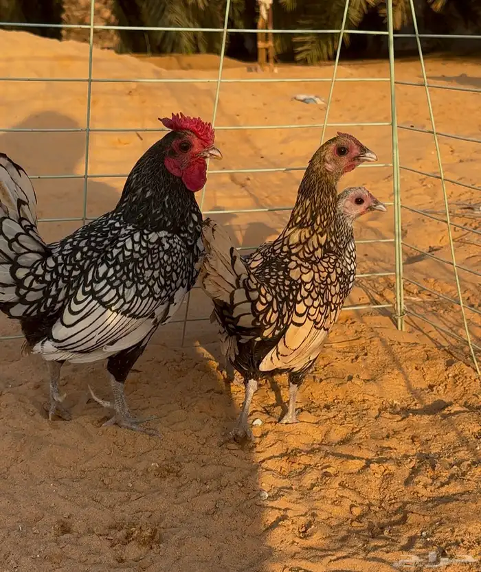 طقم دجاج سبرايت مستوا تب 1