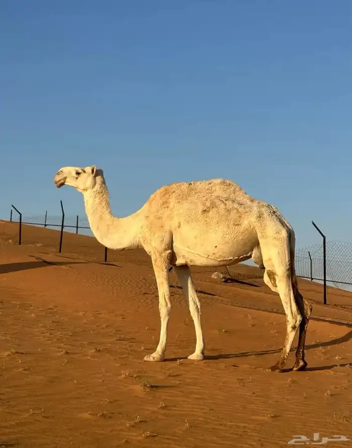 ناقة ضروبة للبيع 0