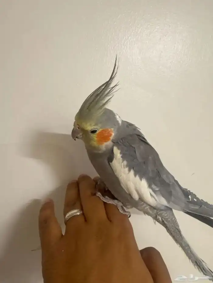 كروان متكلم 0