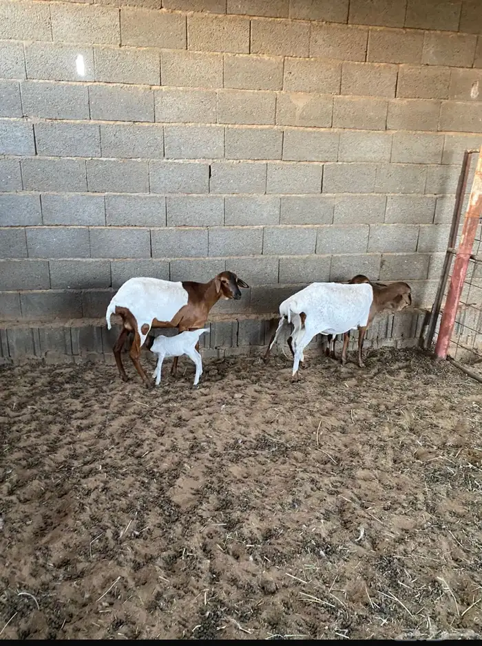 برابر مواليد 1