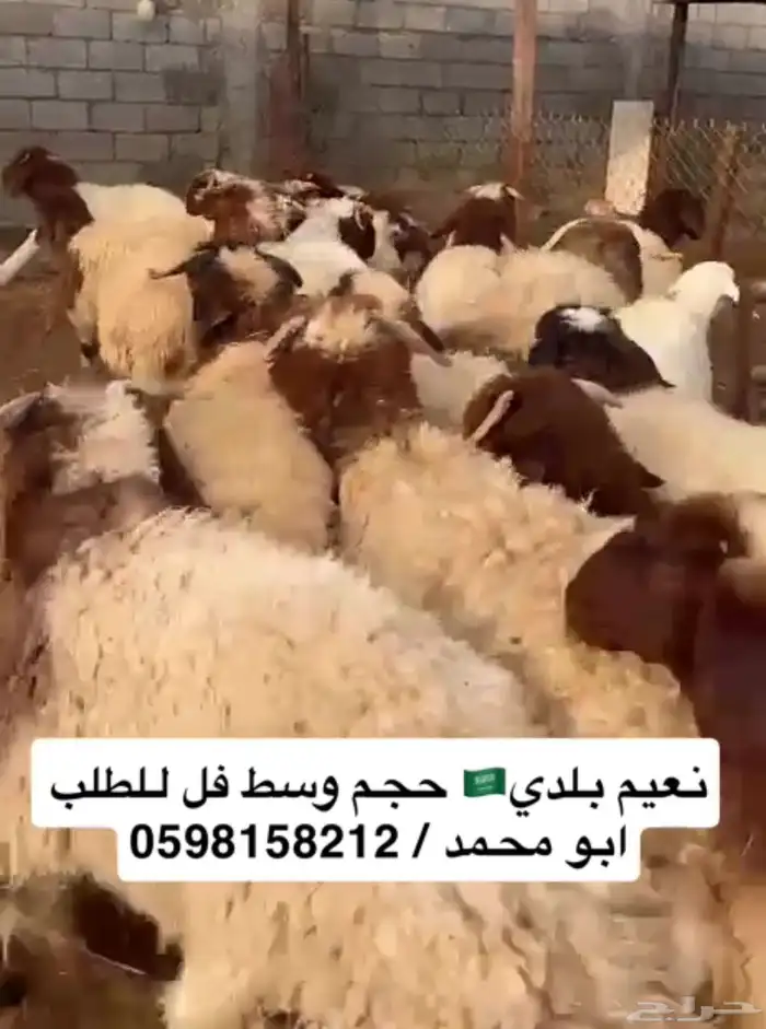 ذبائح ابو محمد حلالنا بلدي فقط نعيم ونجدي وحريات حياكم الله 1