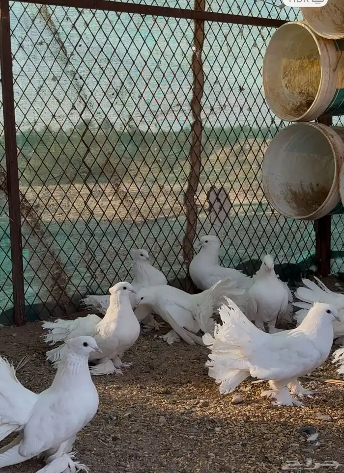 للبيع حمام شماسي ( رقاص ) 0