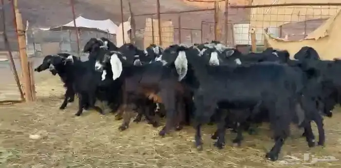 معزاء اتلاد ودفيع وصغار سن 7