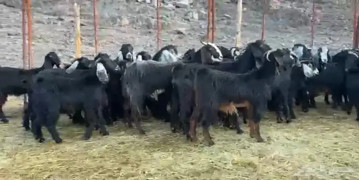 معزاء اتلاد ودفيع وصغار سن 0