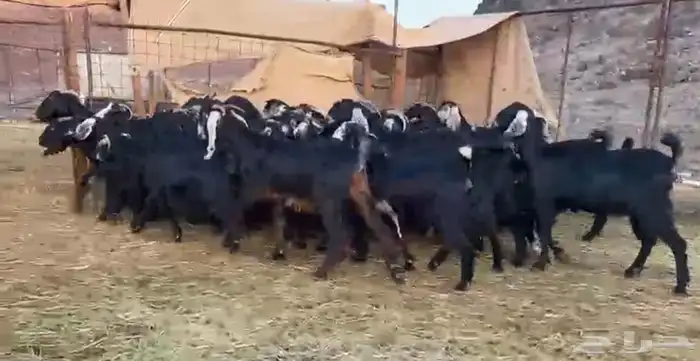 معزاء اتلاد ودفيع وصغار سن 6