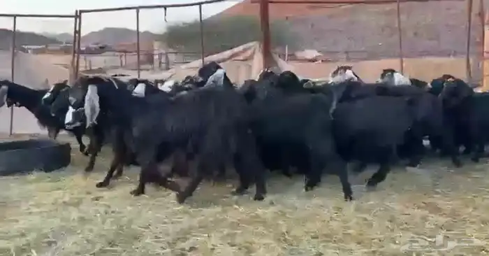 معزاء اتلاد ودفيع وصغار سن 3