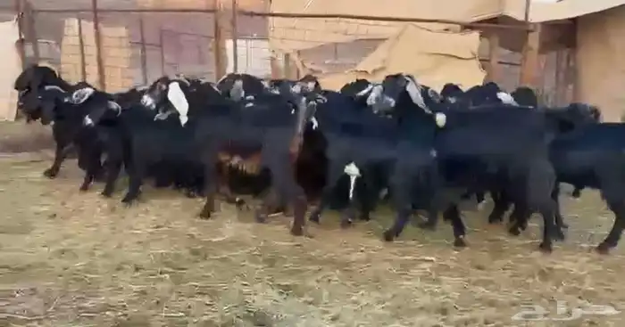 معزاء اتلاد ودفيع وصغار سن 2