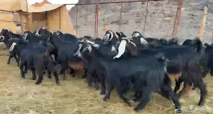 معزاء اتلاد ودفيع وصغار سن 5