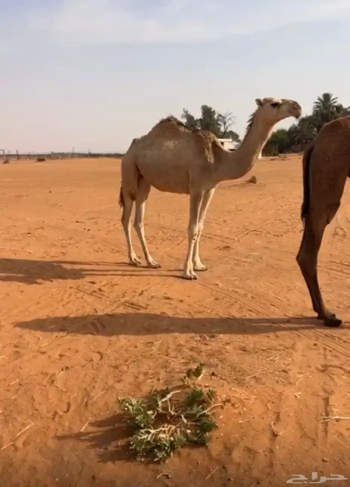 بكره شقحاء 0