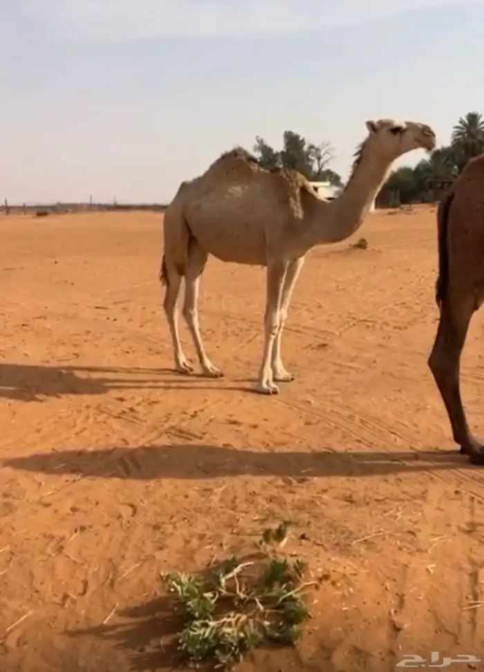 بكره شقحاء 2