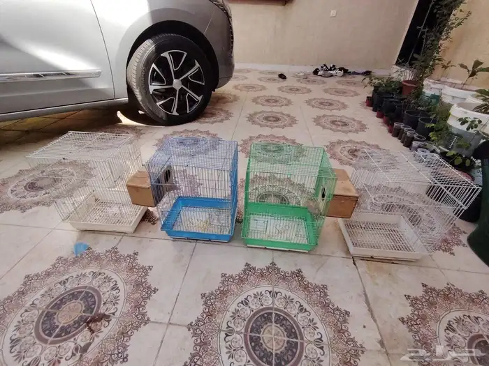 شبوك طيور العدد 4 6