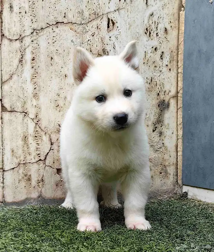 كلاب هاسكي جراوي 4