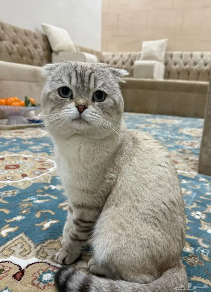 قط سكوتش فولد 2