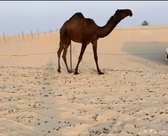 بكره فرديه 0