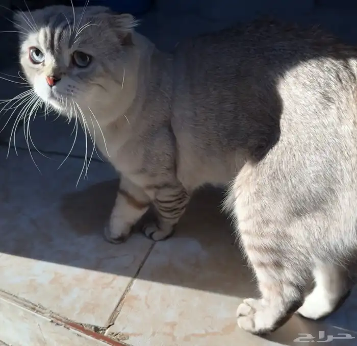 قط سكوتش فولد 1