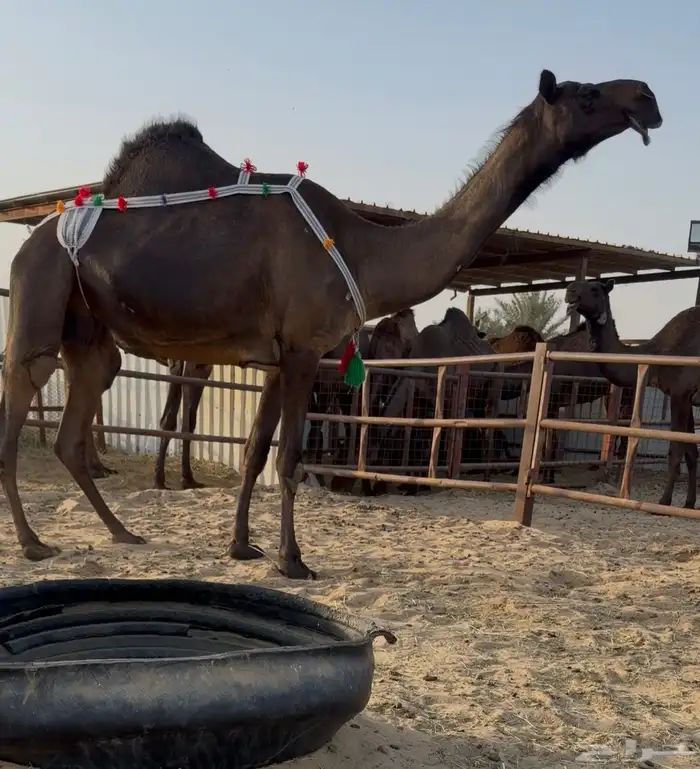 ضروبه مجهم كفو 0