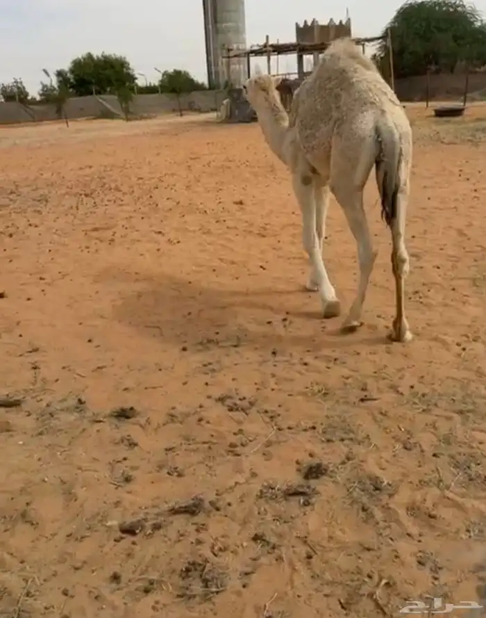 قعود مفرود ناهي 1