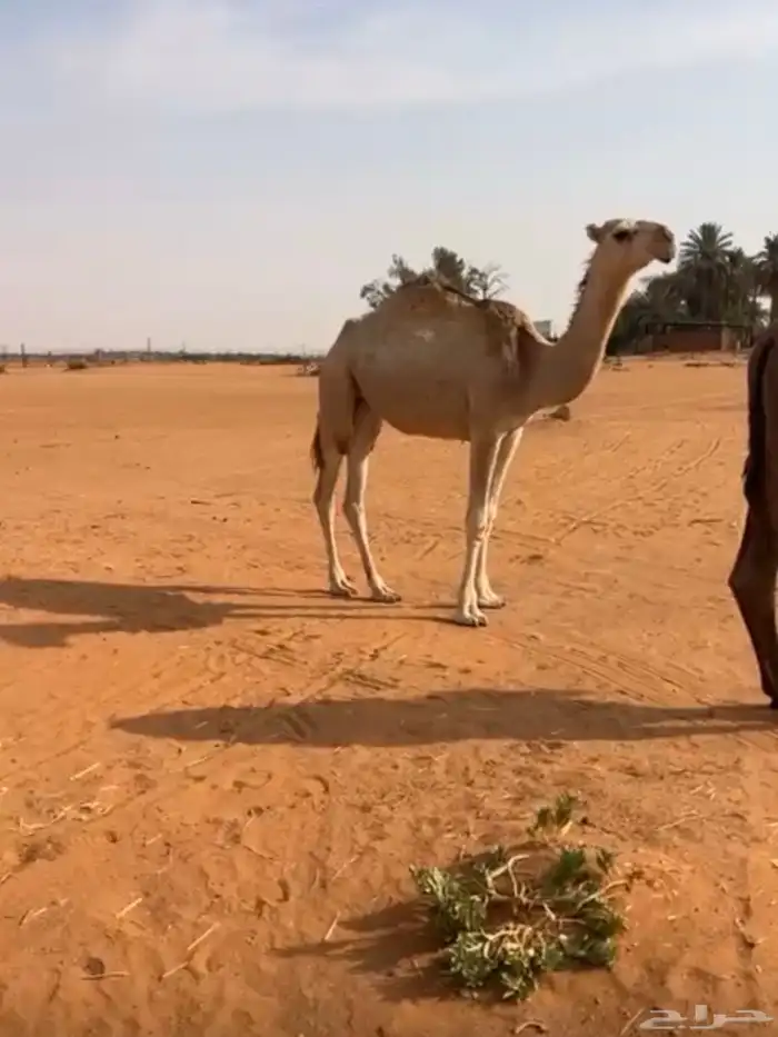 بكره شقحاء 1