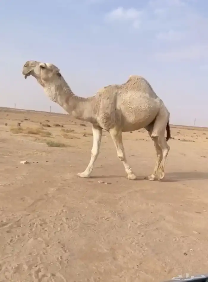 البعير اللي على الهدب الكفو 0