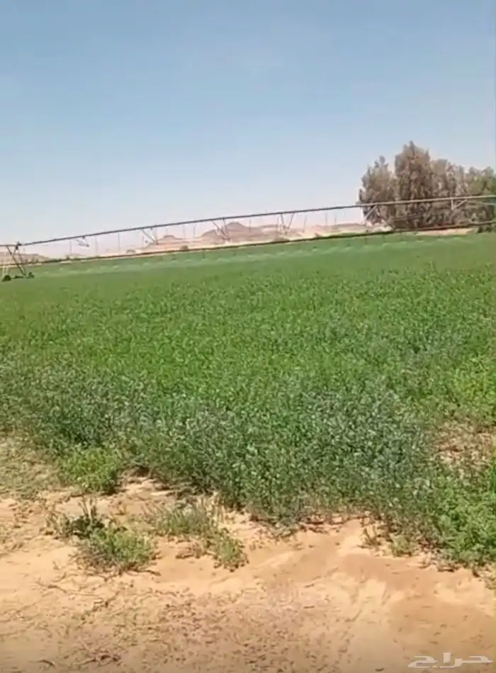 مزارع عيينة افراغ فوري 0