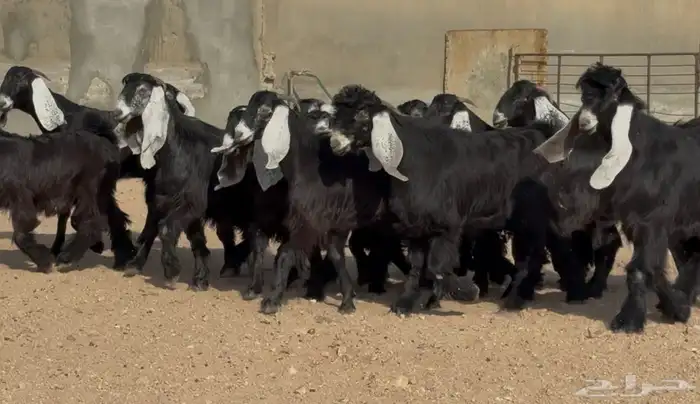 جذعات عوارض صنف فاخره 13 بالفحول 2 0