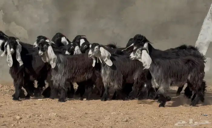 جذعات عوارض صنف فاخره 13 بالفحول 2 2