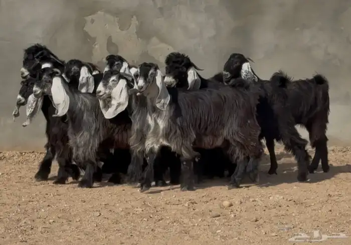 جذعات عوارض صنف فاخره 13 بالفحول 2 1