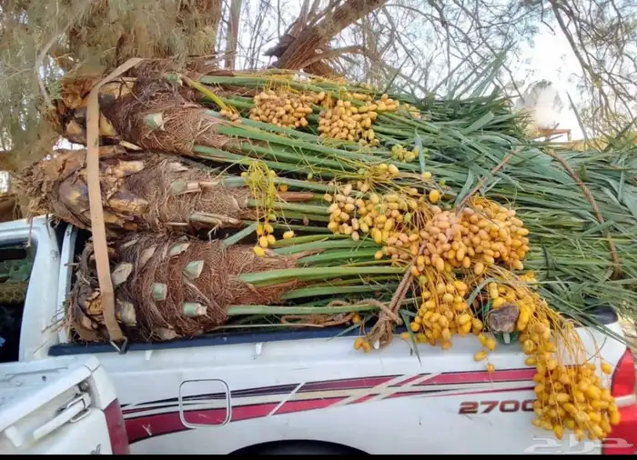 نخيل للبيع بجميع أنواعه 6