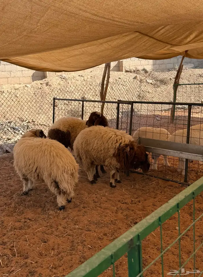 يوجد تمايم وذبائح 1