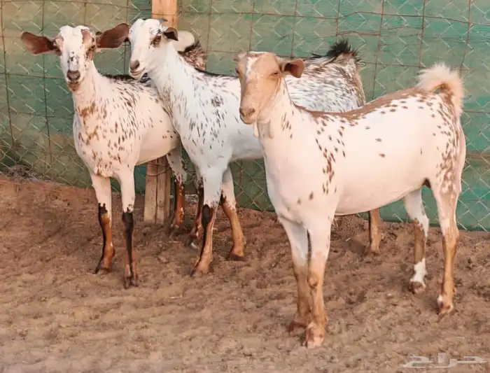 جفار بيشيه وشح دفع مشروطة تم البيع 2