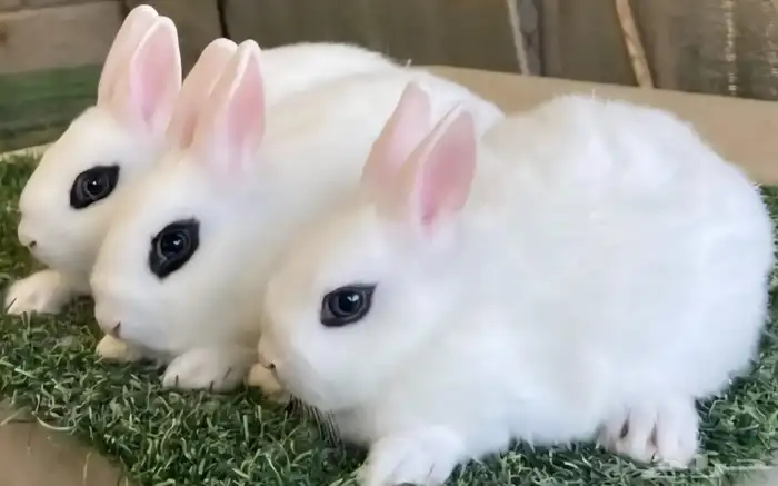 ارانب هتوت بيور مكحل قزمي 2