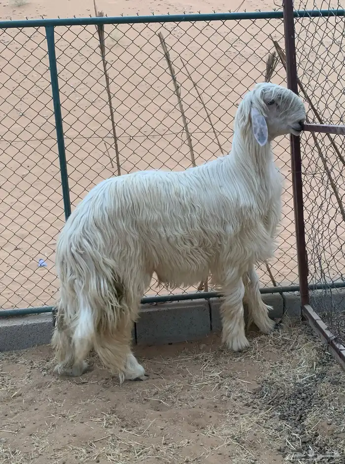 طلي نجدي عيسي 0