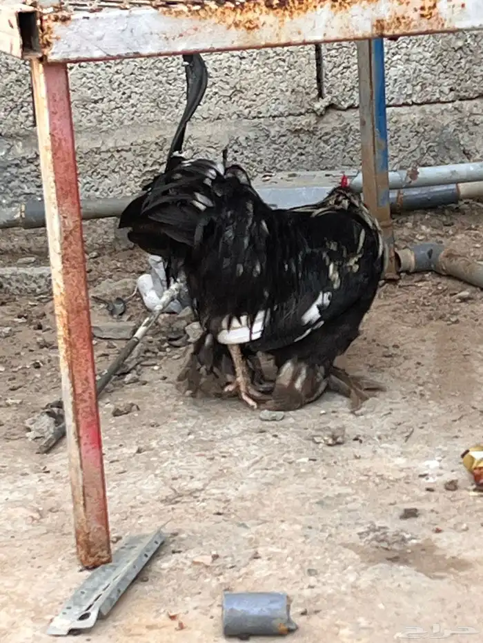 دجاج للبيع او البدل ببراهما 4