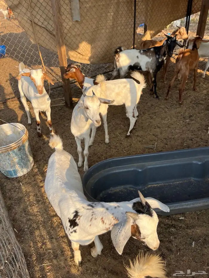 تيوس وجفار 4