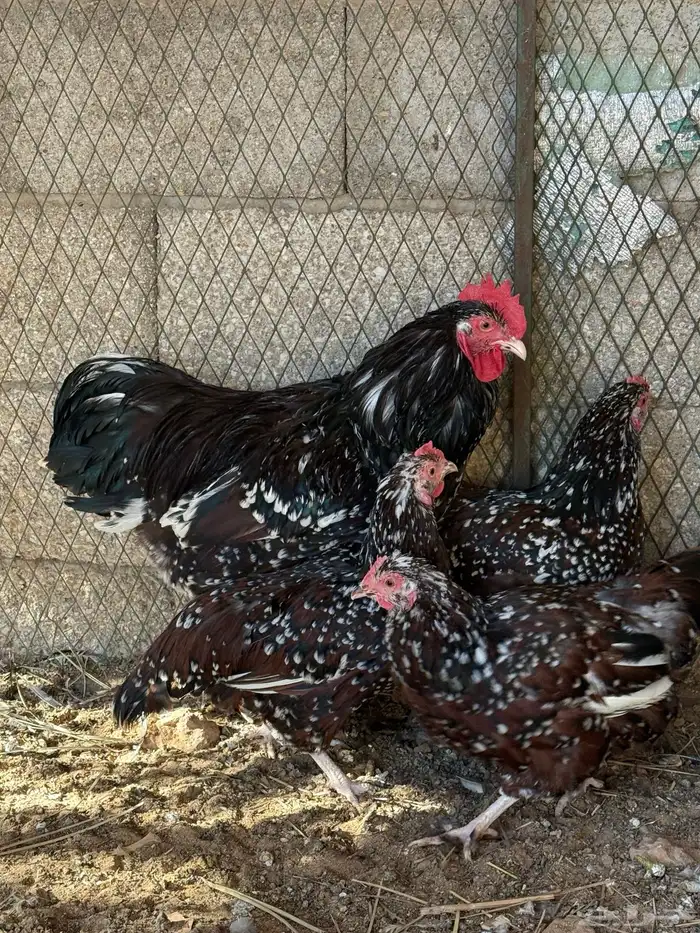 للبيع صوص دجاج سوساكس انجليزي 7