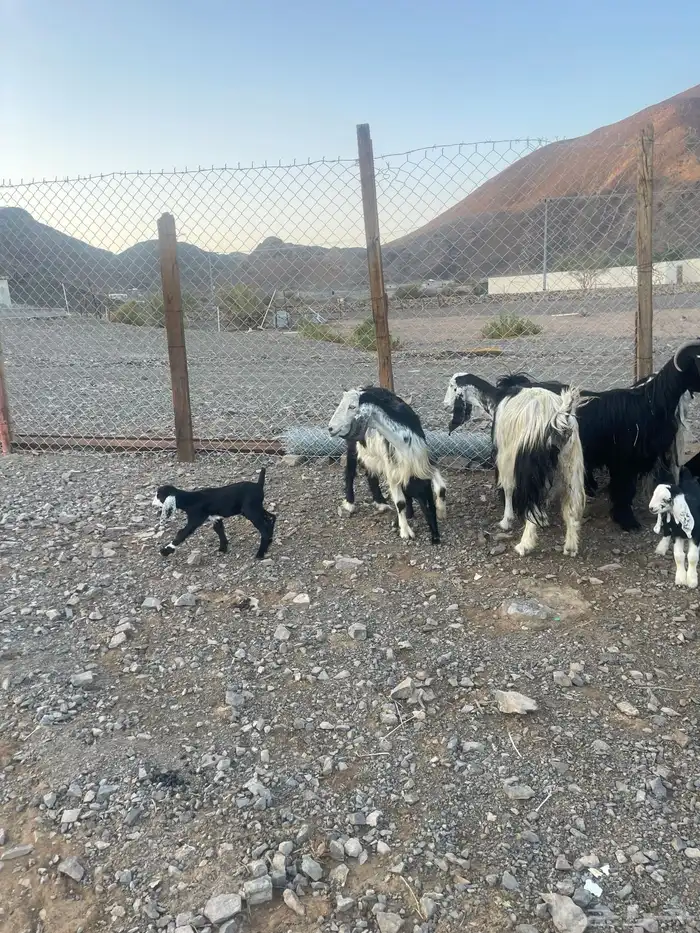 ( تم. البيع )معزاء متاويم للبيع 6