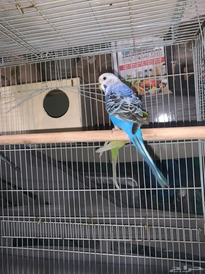 طيور باجي او طيور الحب 2