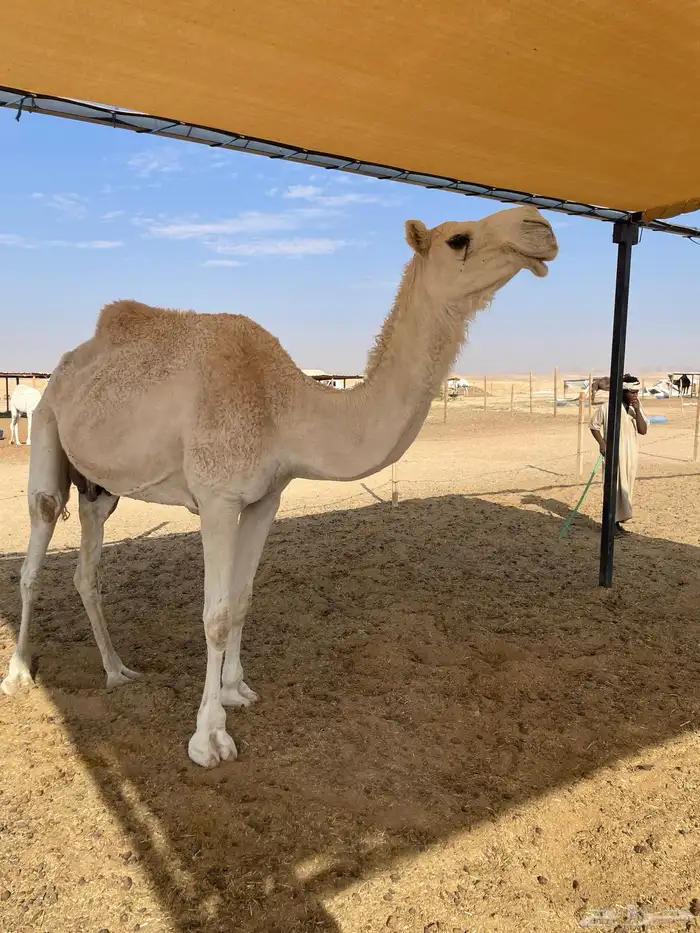 ابل للبيع عشاير البيع بدون عيالها 0