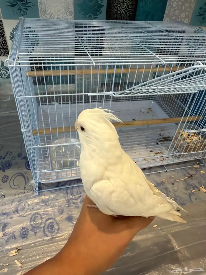 كروان البينو اليف ولون مميز 0