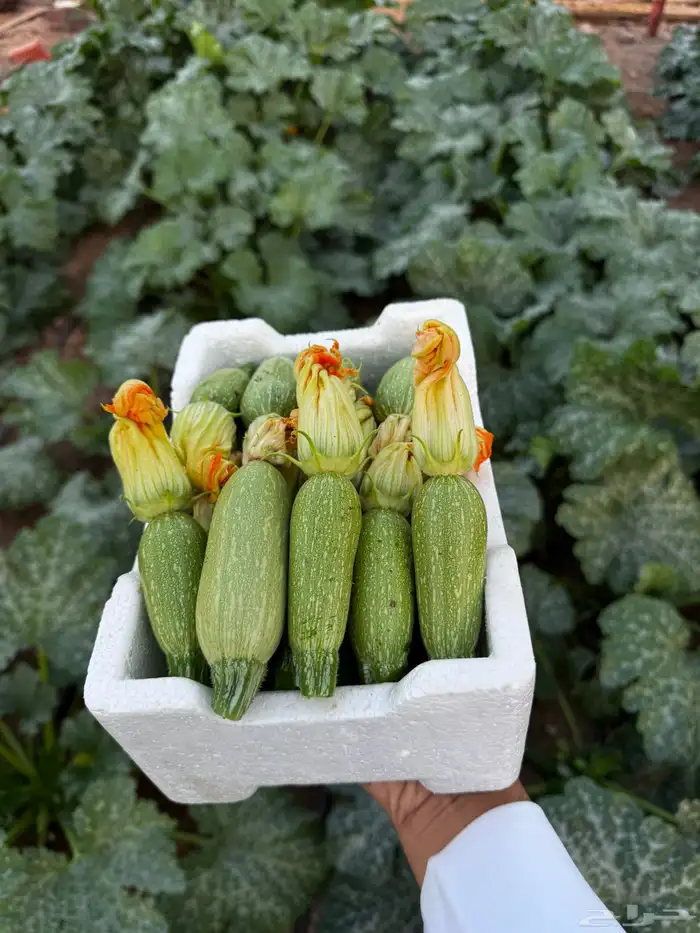 كوسا بسعر الجمله من المزرعه مباشره 2