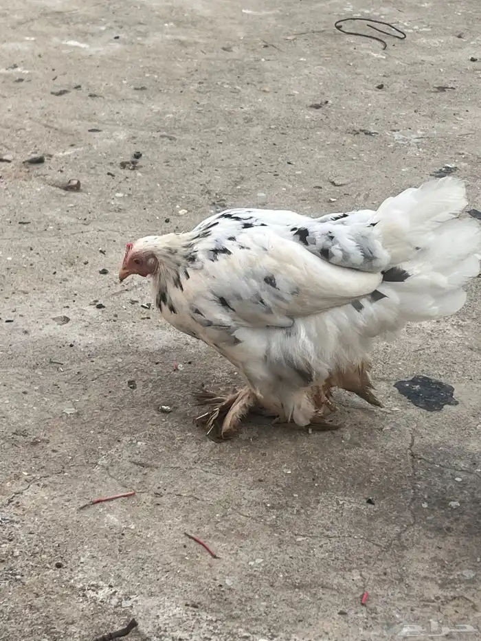 دجاج للبيع او البدل ببراهما 6