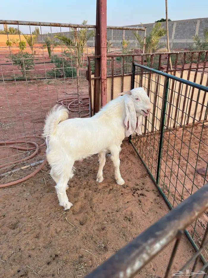 تيس ابيض ابرص 1