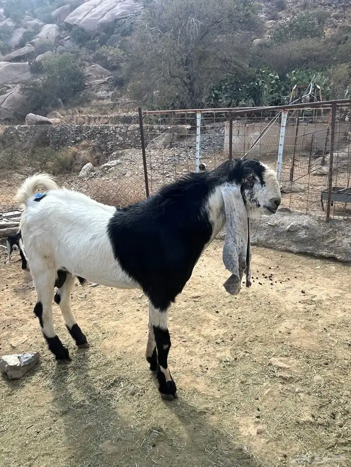 معزاء للبيع 1