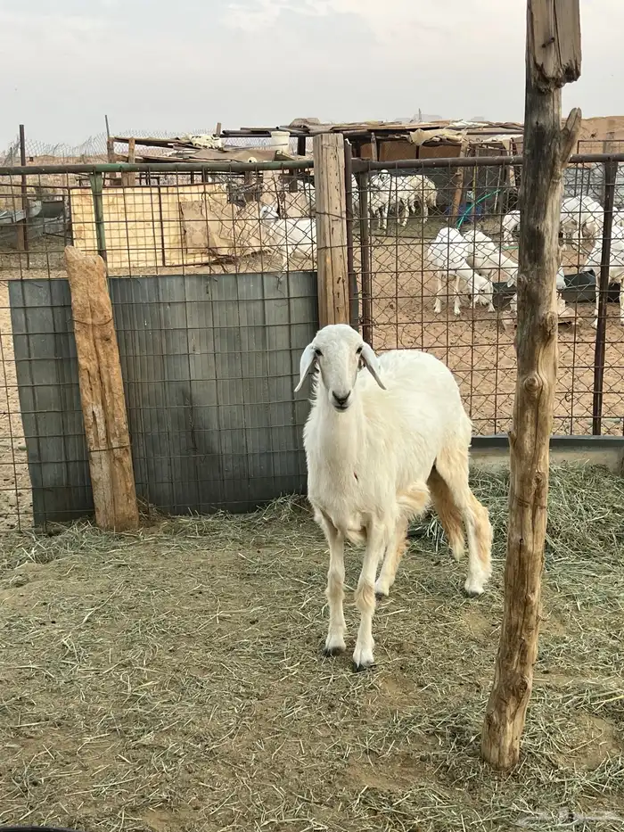 جذعه فل الفل 0