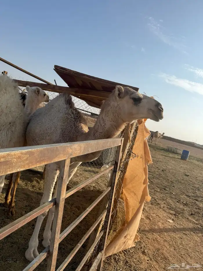 للبيع عشرا شقحاء معها بكره(تم البيع) 5